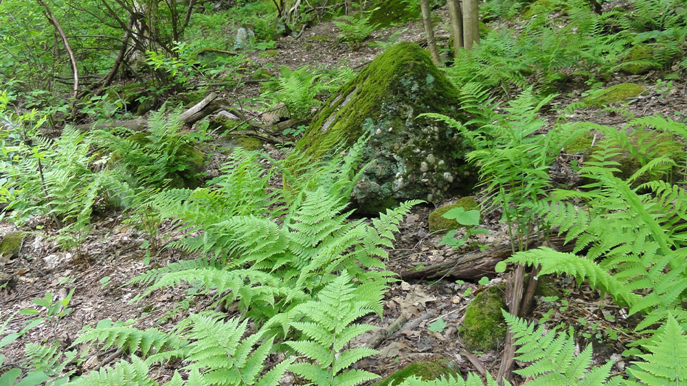 Fern growing up out of the forest floor.