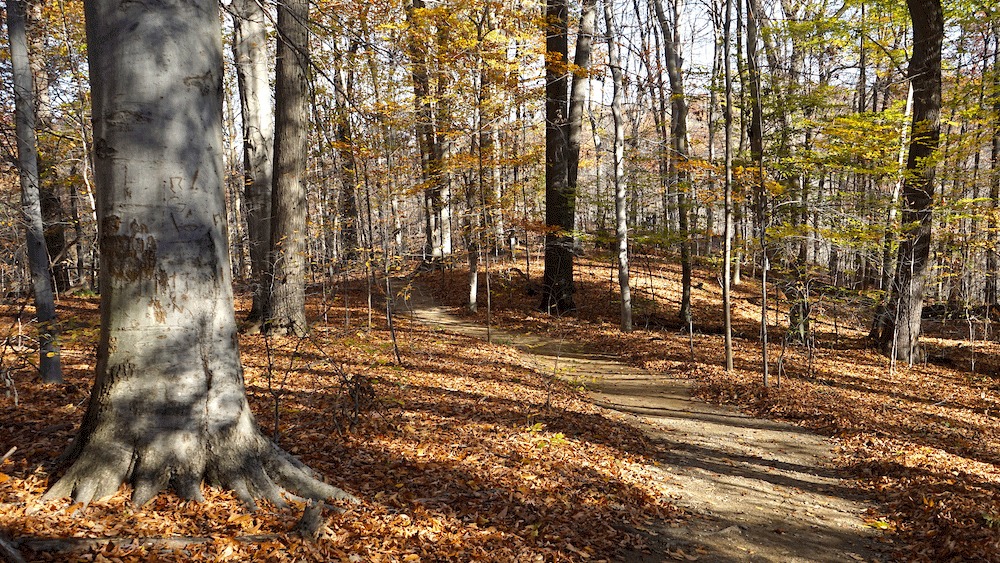 a trail winds pass trees with yellow and brown leaves