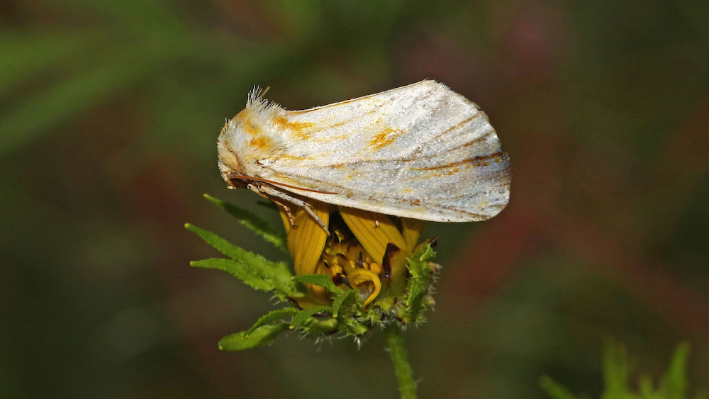 white-winged moth perched on a plant stem