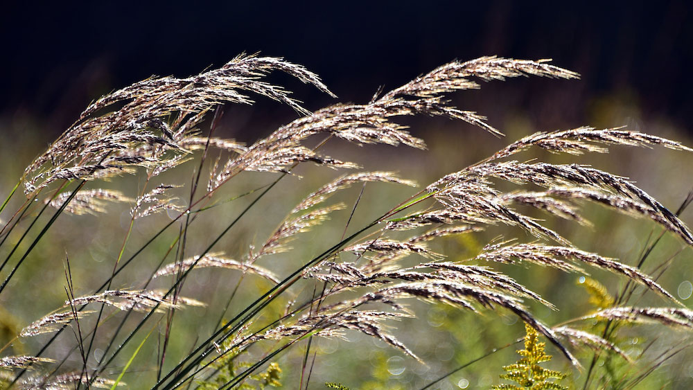 Tall grasses sway in the sunlight against a blurred background