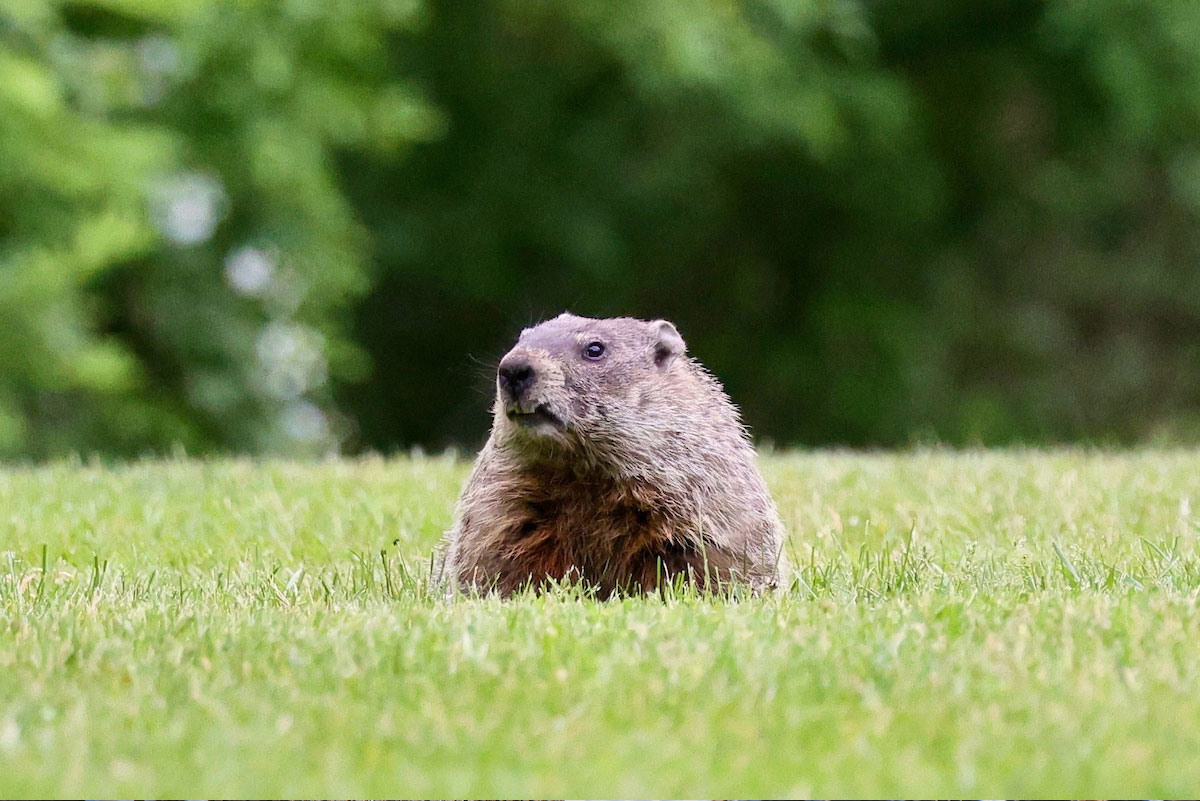 a brown groundhog sits in green grass with green trees in the background