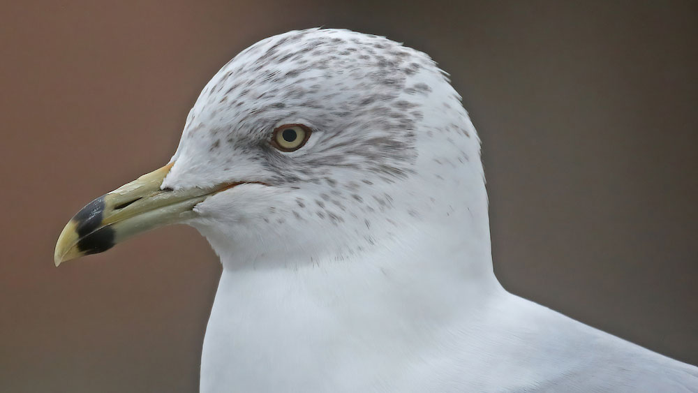 Close-up of a ring-billed gull showing its light gray and white plumage, speckled head, and yellow bill with a distinctive black ring near the tip