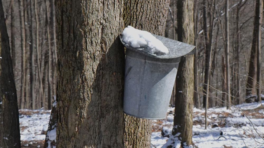 a metal bucket with snow on top hangs on the bark of a maple tree