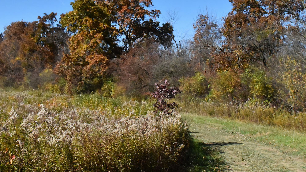 a grassy trail surrounded by tall grasses and trees with changing leaves