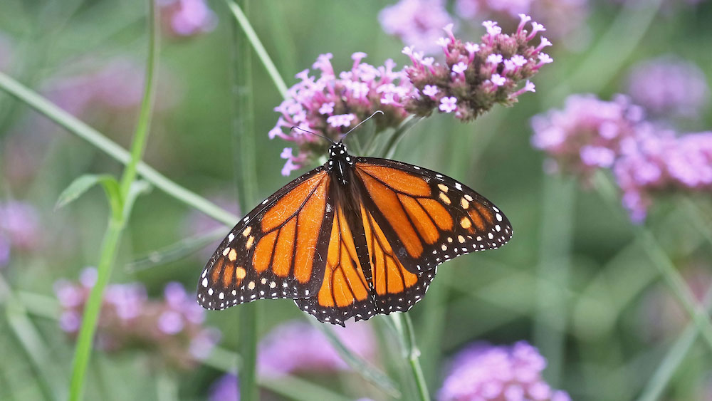 an orange and black butterfly spreads its wings on purple flowers