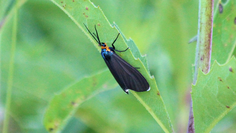 A black moth with and orange and blue head resting on a leaf.