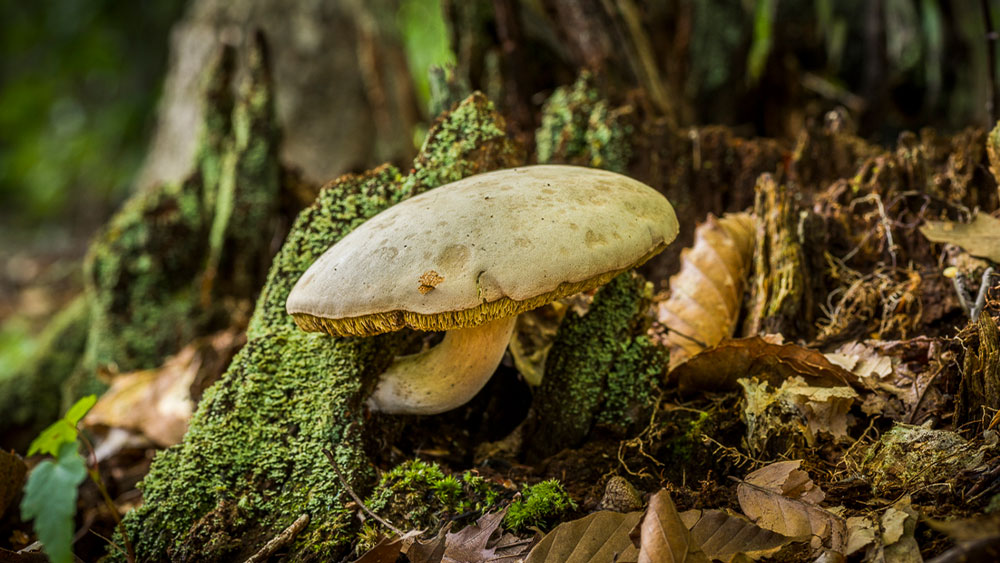 A mushroom grows out of the mossy, leaf-covered ground.