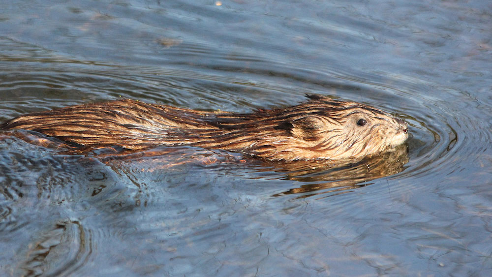 A muskrat swimming smoothly through calm water with ripples spreading around its body