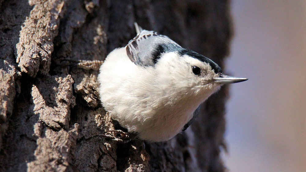 a white breasted nuthatch with blue and gray feathers perches on a tree trunk
