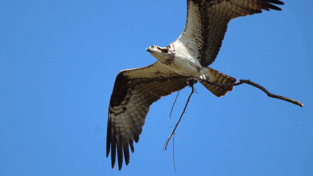 the underside of an osprey with an open wingspan soaring through the blue sky holding a small branch