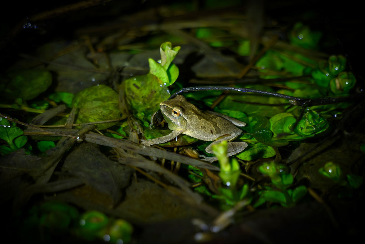 Small green frog resting on green aquatic plants in a dark, shallow pond environment.