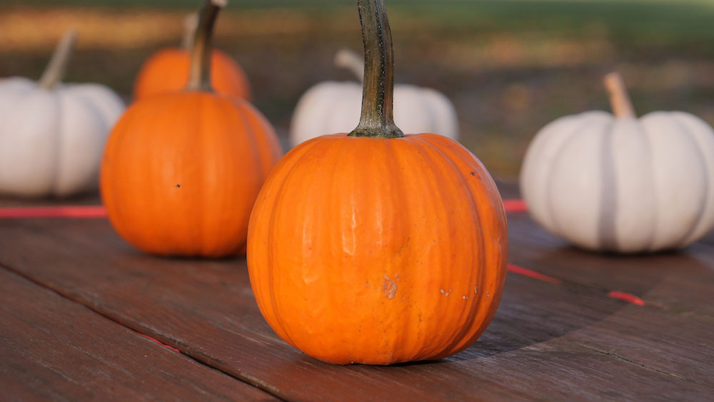 orange and white pumpkins sit on a table outdoors