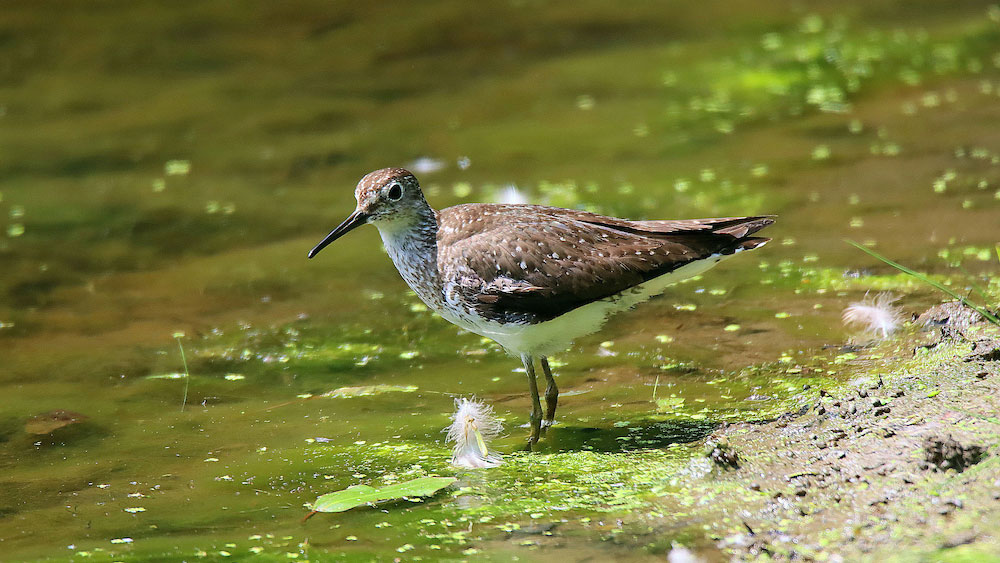 A spotted sandpiper with brown and white plumage stands at the edge of a shallow, algae-covered pond, surrounded by soft sunlight and scattered feathers