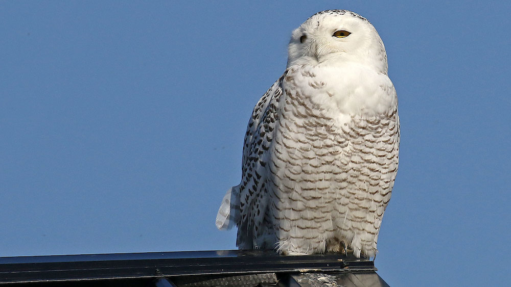 a white owl perched with a blue sky in background