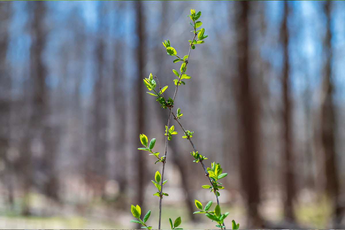 Close-up of small branches with fresh green leaves budding in a forest during early spring