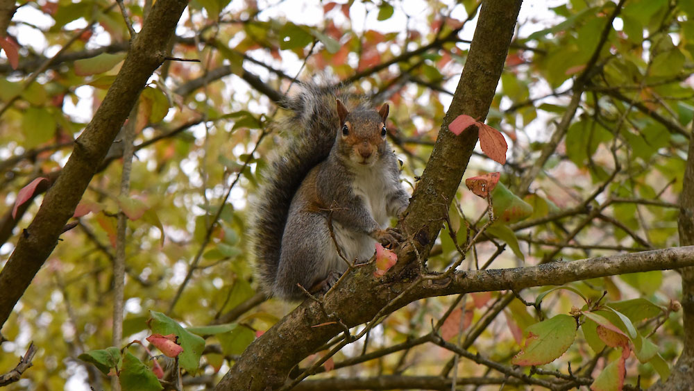 a squirrel on a branch surrounded by colorful fall leaves