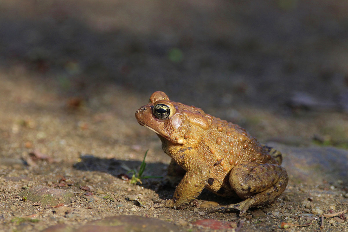 Close-up of a brown toad with bumpy skin sitting on a sunlit dirt surface