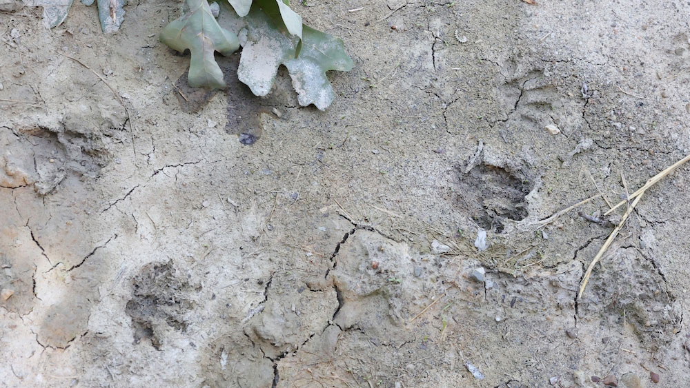 small animal tracks in the cracked dirt
