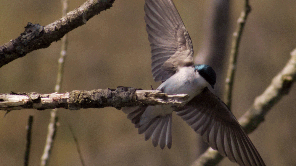 A tree swallow with outstretched wings lands on a branch