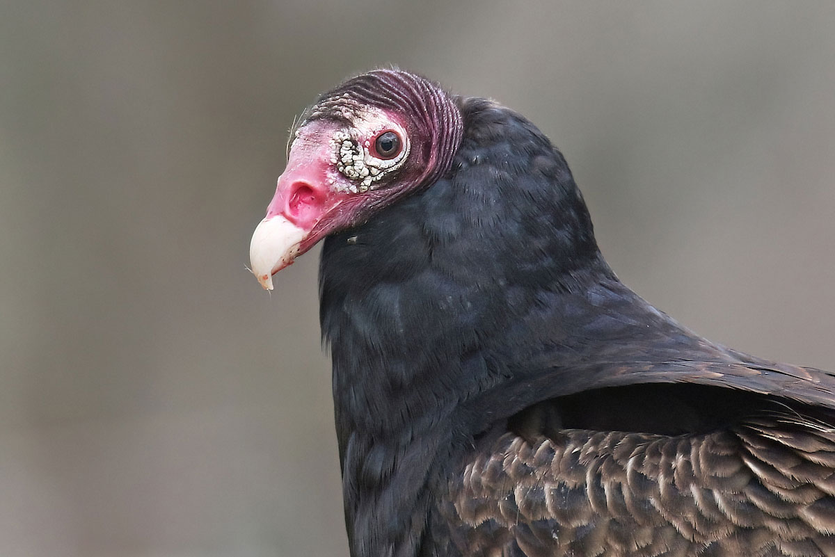 Close-up of a turkey vulture showing its red, wrinkled head and sharp hooked beak against a blurred background.