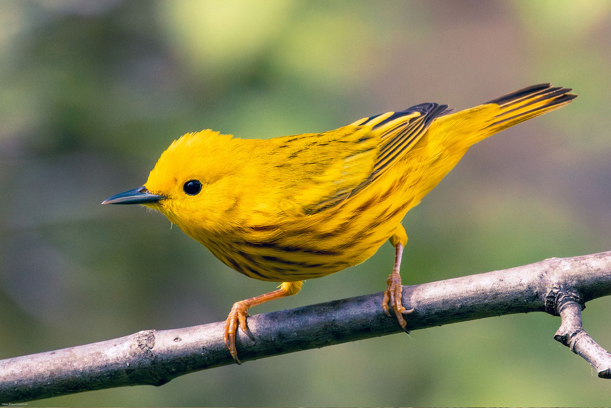 Close-up of a yellow bird with a black beak perched on a bare branch, with greenery in the background