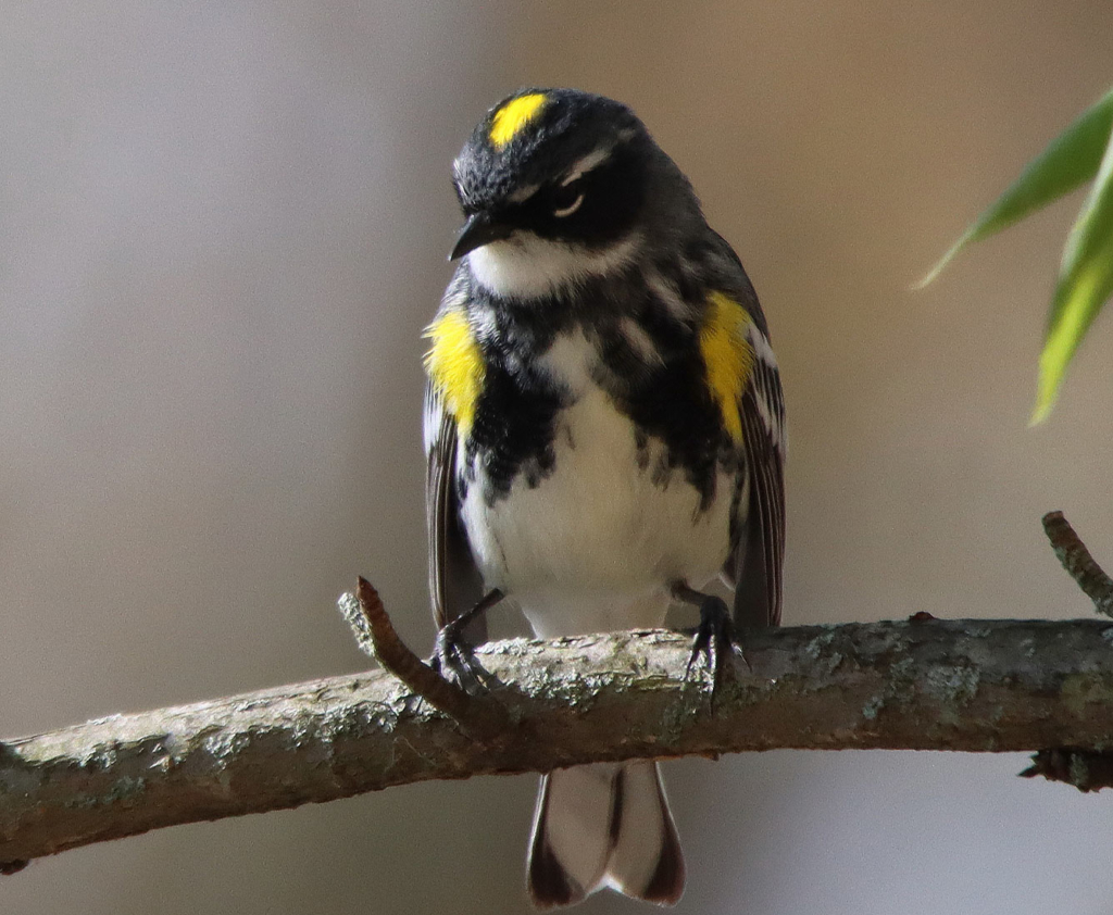 A yellow, black and white bird sits on a branch.