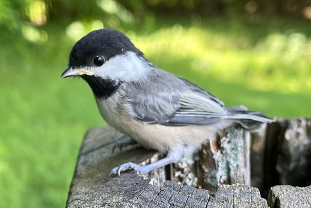 a fledgling black-capped chickadee sits atop a sign post along a trail
