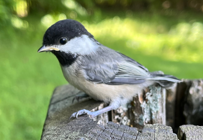 a fledgling black-capped chickadee sits atop a sign post along a trail