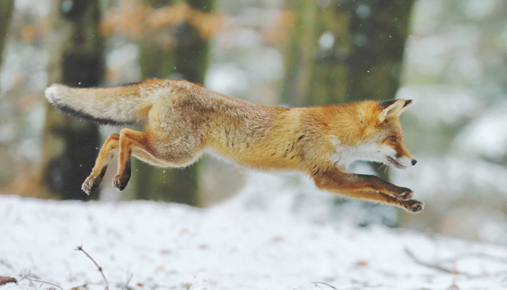 a profile view of a reddish gray fox leaping in the snow with forest in the background.