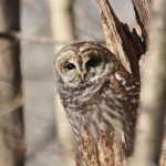 Owl sitting in a dead tree