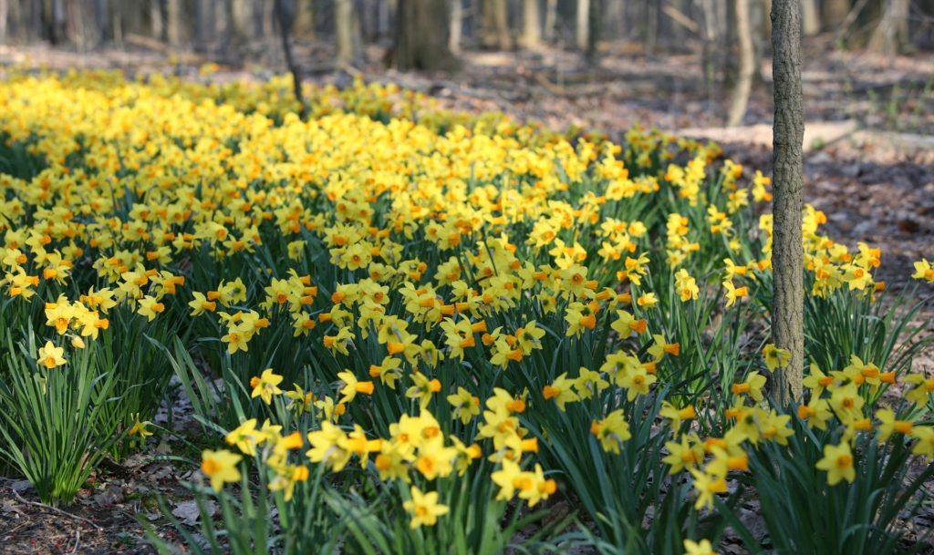 Daffodils in the woods