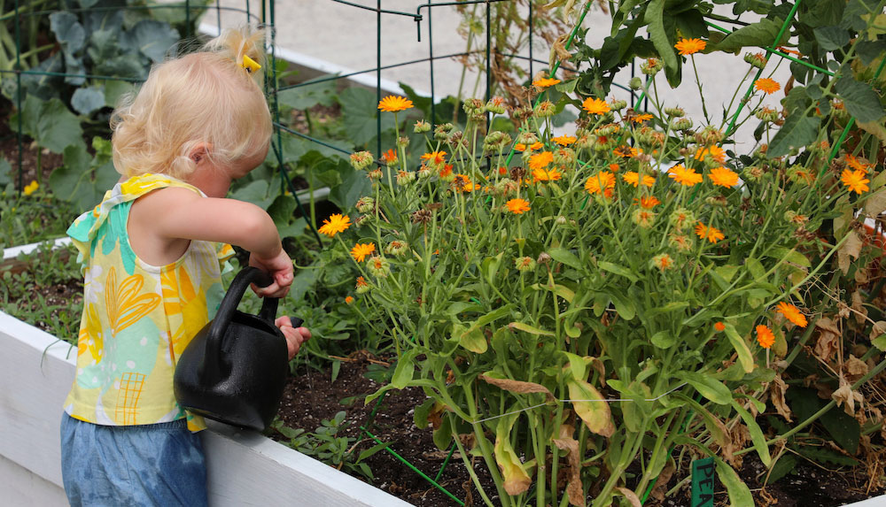 A child in a yellow shirt waters orange flowers in a raised garden bed
