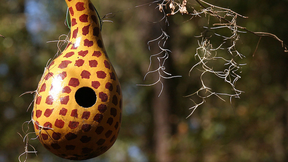 painted gourd birdhouse with a spotted pattern hanging from a branch