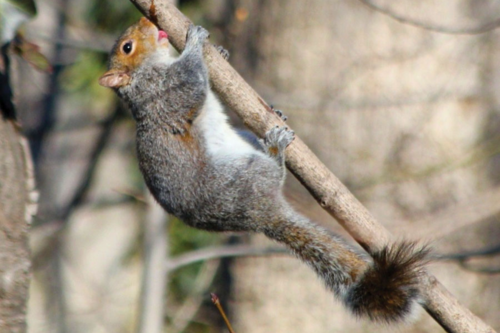 Gray squirrel hanging from branch with tongue out to lick sap