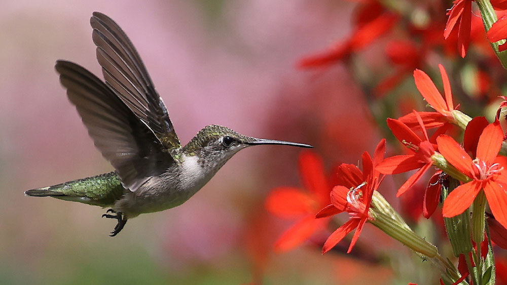 Close-up of a hummingbird hovering near vibrant red flowers, its wings blurred in motion against a soft pink and green background.
