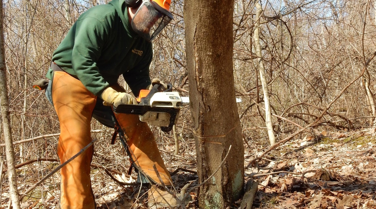 A man in full protective gear uses a chainsaw on a tree.