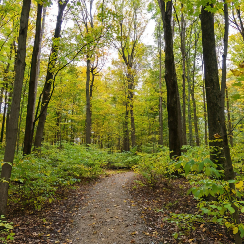 A wooded dirt trail.
