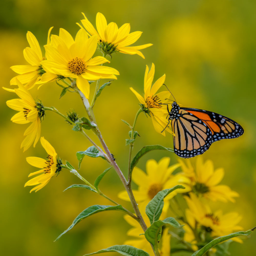 An orange and black butterfly sit on a tall yellow flower.