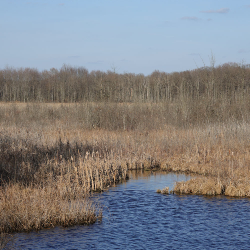 Marshy water leading through dead grasses.