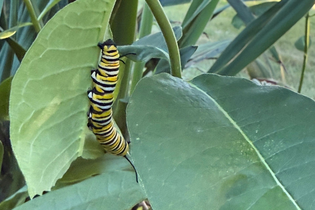 monarch caterpillar crawls along a leaf in the flower beds of Karen's garden