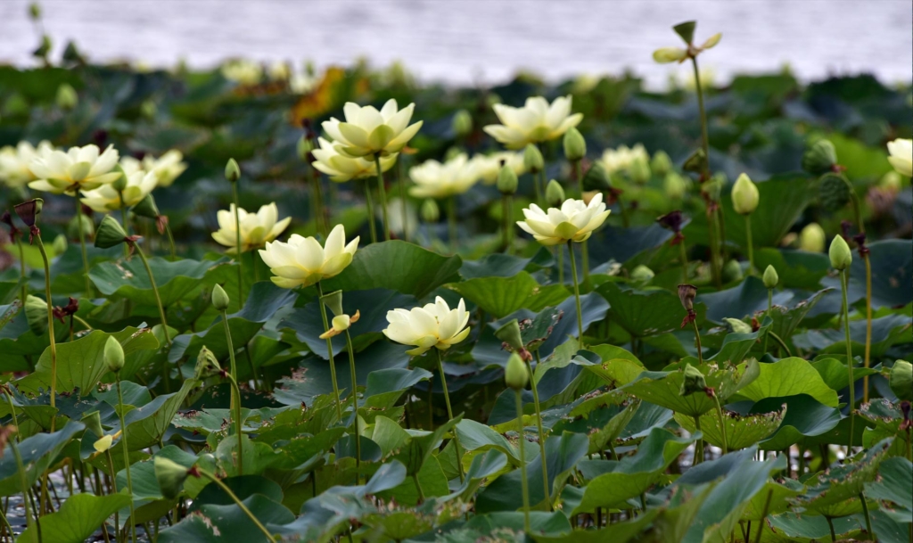 American lotus flowers and their leaves spread across the water's surface.