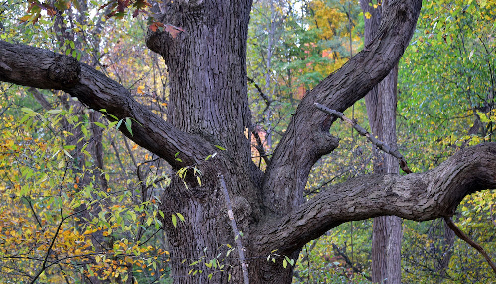 A large tree among the forest with leaves turning from green to yellow and orange.