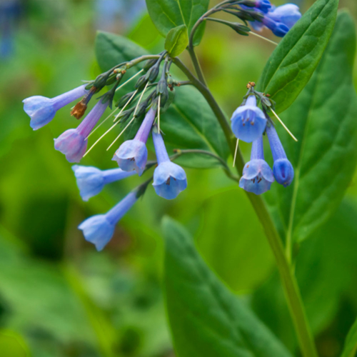 A cluster of blooming bluebell flowers.