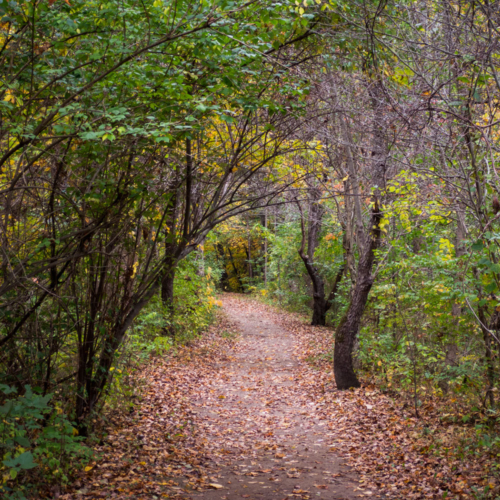 Trees encompass a dirt trail leading into the distance.