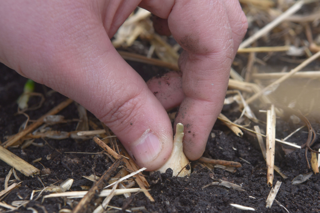 close-up of a person's hand planting a bulb in dark brown dirt in the Summit Lake Nature Center Community Garden