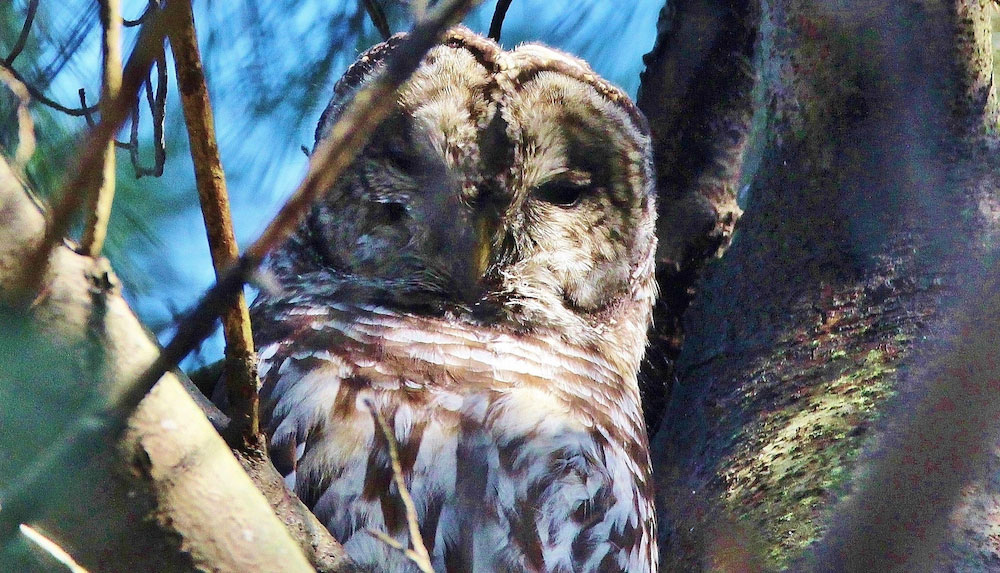 Close-up of brown and white owl's face with bare tree branches and a blue sky in the background