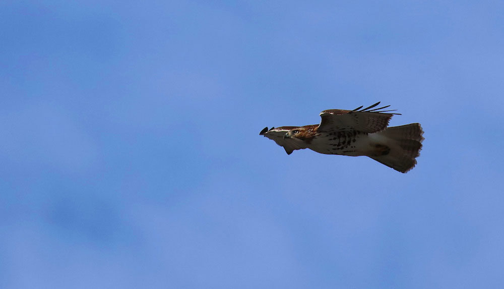 A reddish brown bird flies in profile across a blue sky