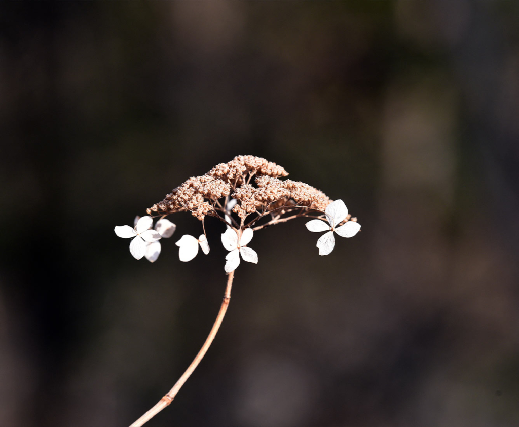 The head of a plant with several small white flowers.