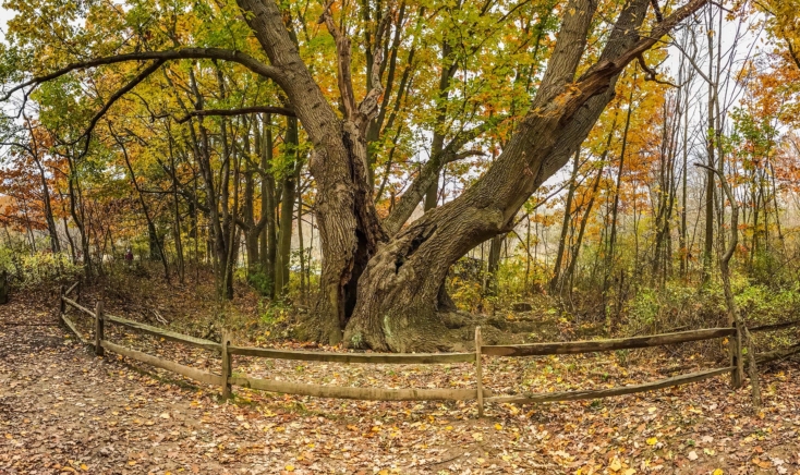 Old tree split down the middle, but still standing