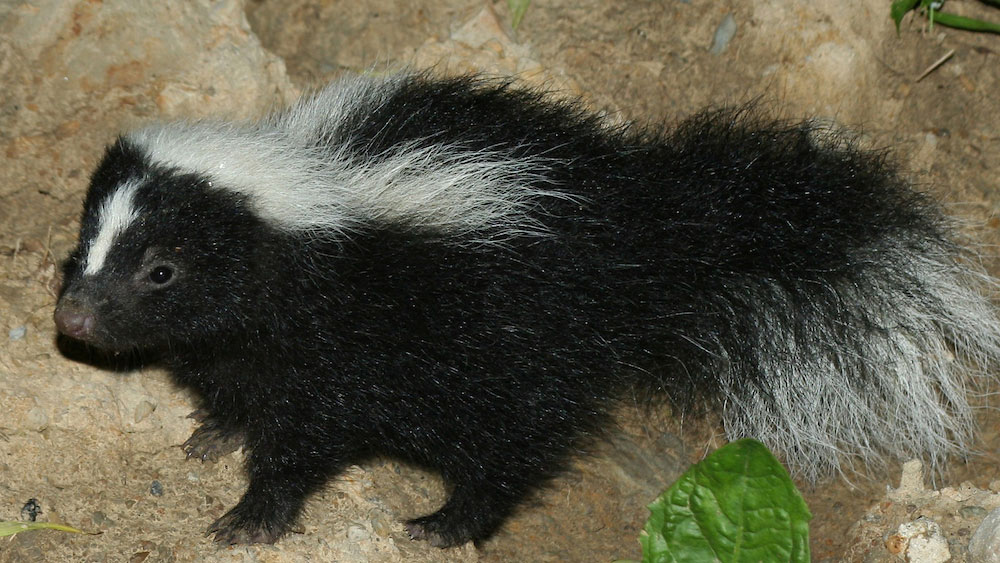 A small black and white striped skunk the ground with some green leaves nearby.